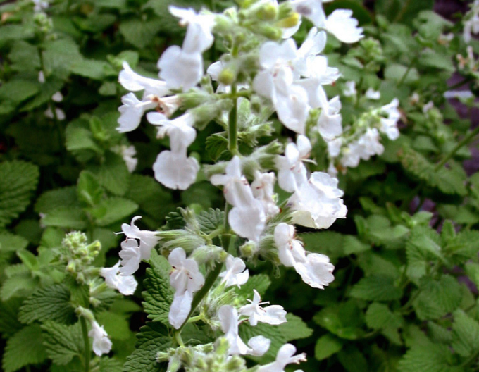 Katzenminze Alba