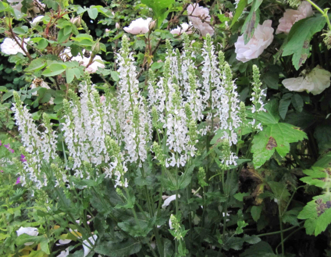 Katzenminze Alba