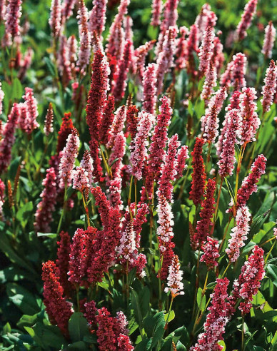 Knöterich Darjeeling Red