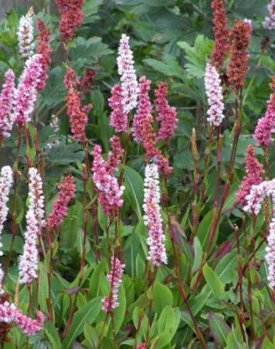 Knöterich Darjeeling Red