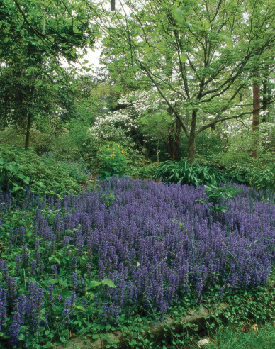 Schwarze Jakobsmuschel