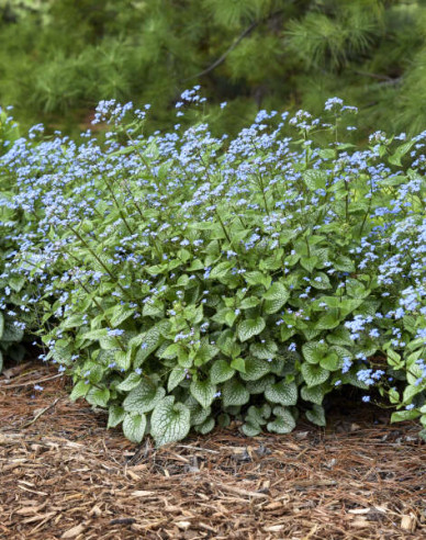 Brunnera Silver Heart