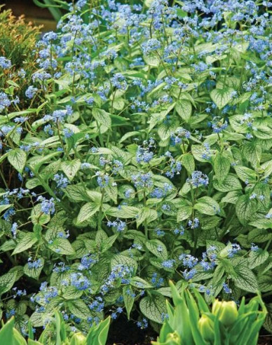 Brunnera Silver Heart