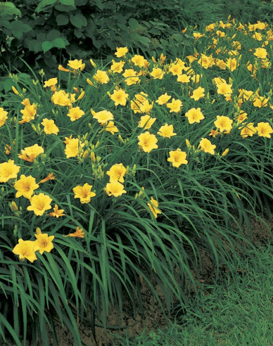 Taglilie Stella d´Oro