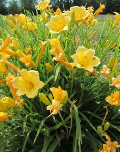 Taglilie Stella d´Oro