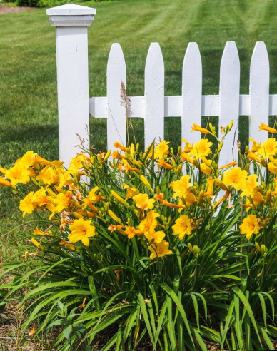 Taglilie Stella d´Oro