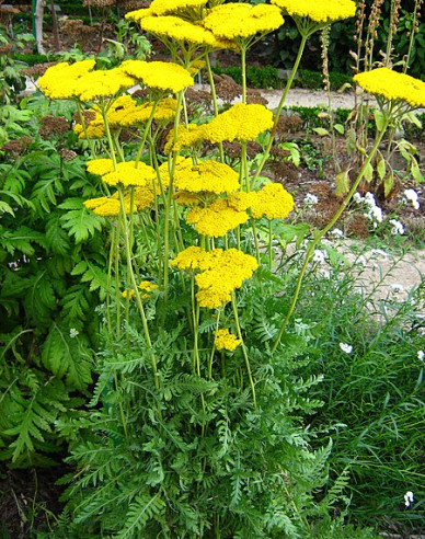 Goldgarbe Cloth of Gold