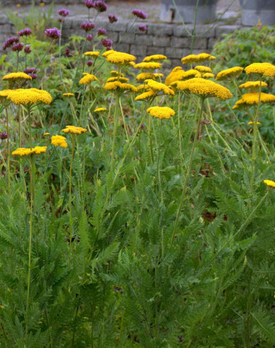 Goldgarbe Cloth of Gold