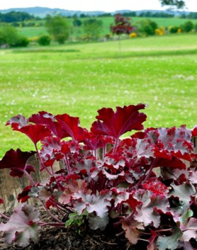 Heuchera Schmelzendes Feuer