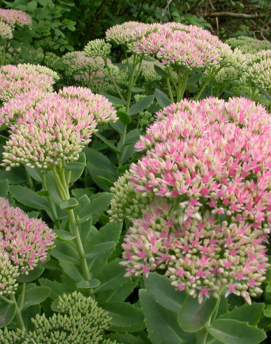 Fettblatt Herbstfreude