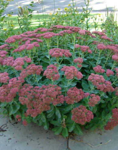 Fettblatt Herbstfreude