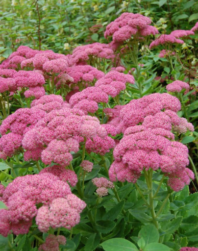 Fettblatt Herbstfreude