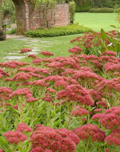 Fettblatt Herbstfreude