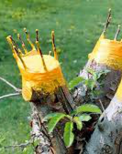 Bio Plantella Arbosan 100g Tube Balsam