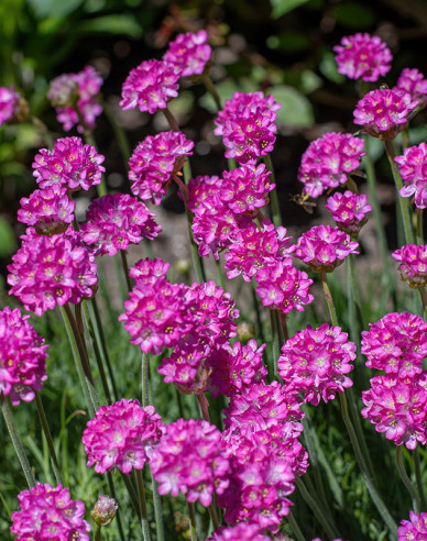 Grasnelke  Armada Rose