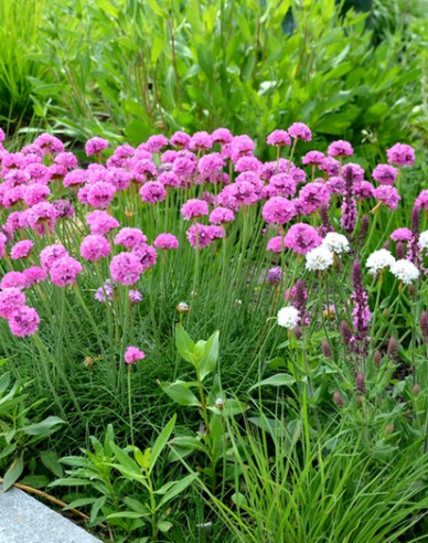 Grasnelke  Armada Rose