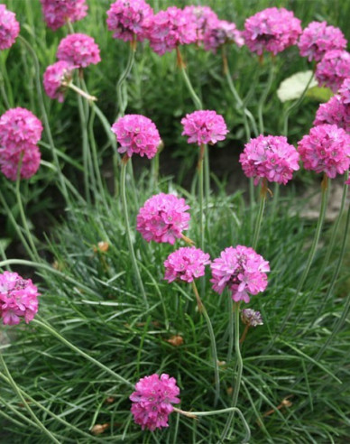 Grasnelke  Armada Rose