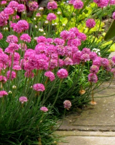 Grasnelke  Armada Rose