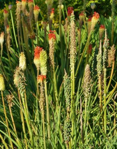 Fackellilie  Minister Verschuur