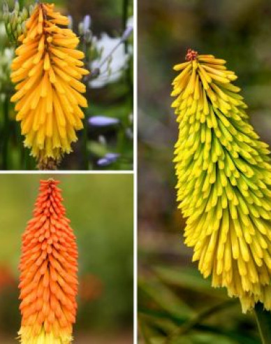 Fackellilie  Minister Verschuur