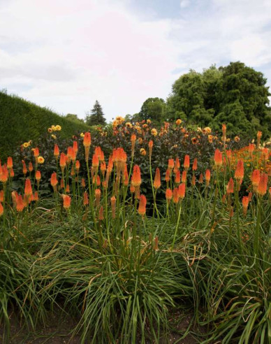 Fackellilie  Minister Verschuur