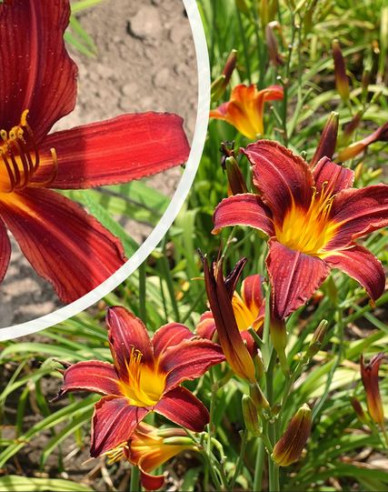 Taglilie Crimson Pirate