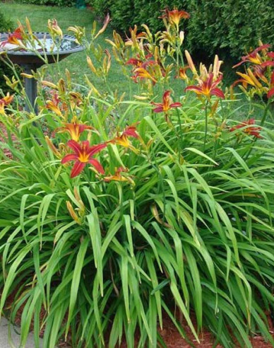 Taglilie Crimson Pirate