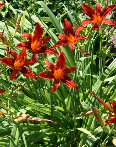 Taglilie Crimson Pirate