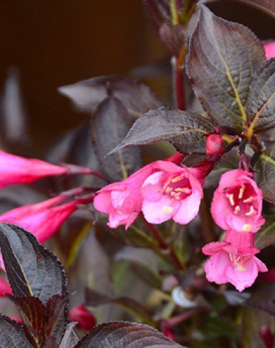 Weigela florida Alexandra