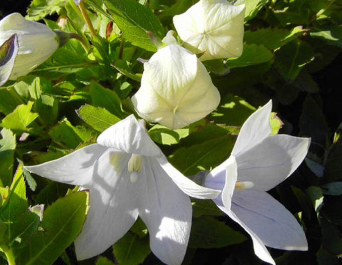 Ballonblume  Astra White
