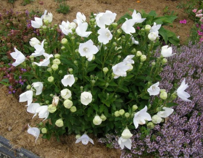 Ballonblume  Astra White