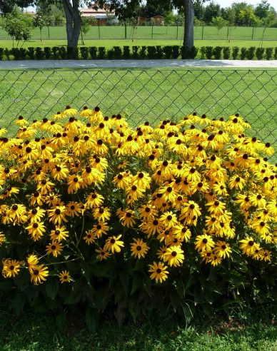 Rudbeckia Goldsturm 9x9