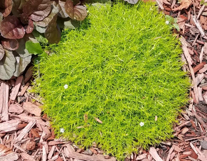 Polster-Mastkraut Lime Moss