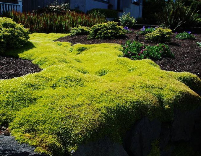 Polster-Mastkraut Lime Moss