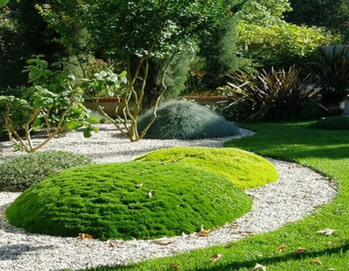 Polster-Mastkraut Lime Moss