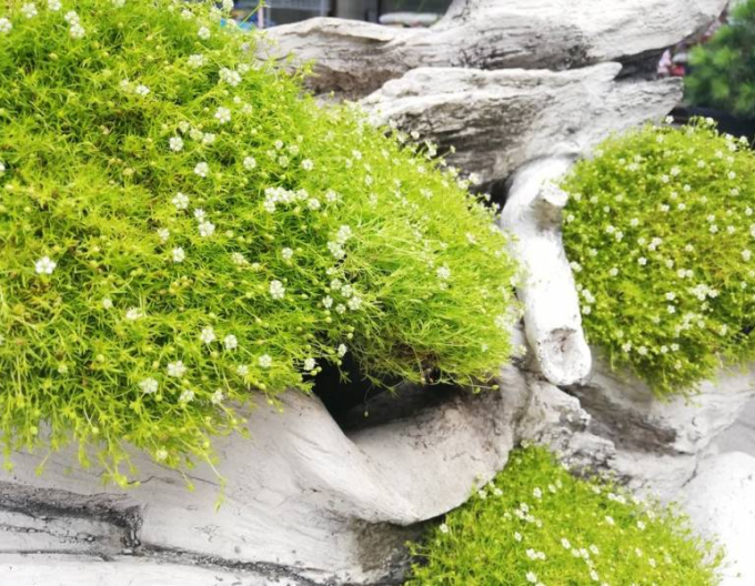 Polster-Mastkraut Lime Moss