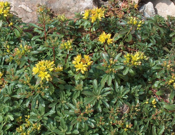 Kamtschatka-Fettblatt Variegatus