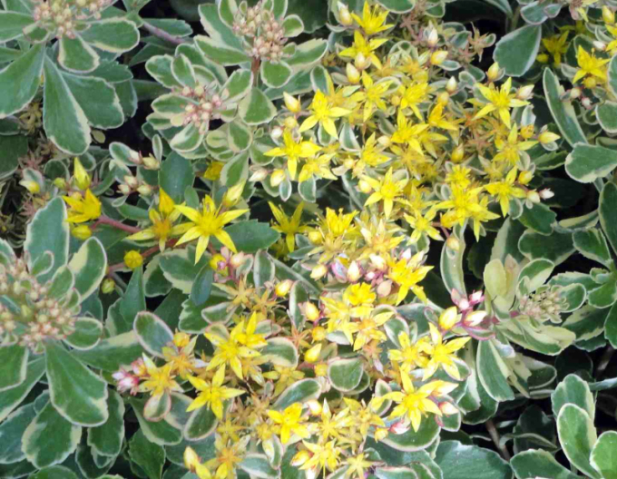 Kamtschatka-Fettblatt Variegatus