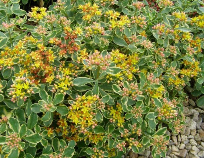 Kamtschatka-Fettblatt Variegatus