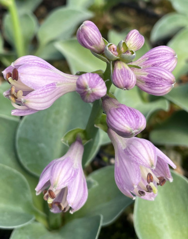 Funkie "Blue Mouse Ears"