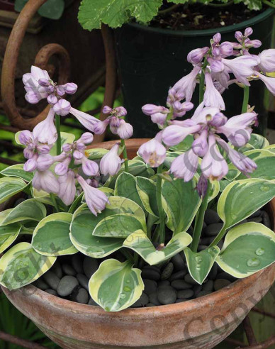 Funkie "Blue Mouse Ears"