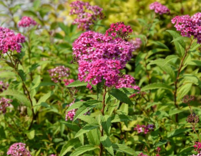 Sommerspiere Zigeunerblut