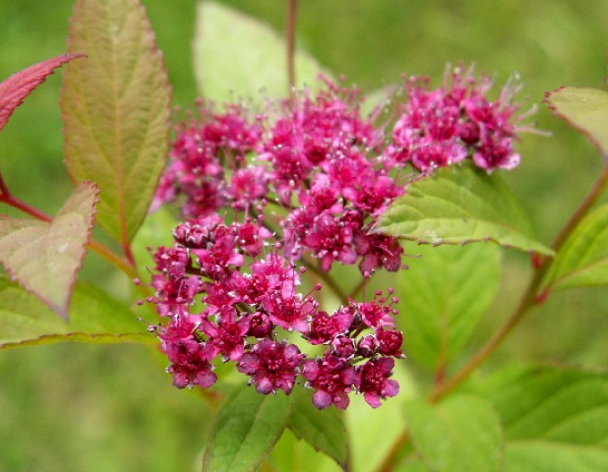 Sommerspiere Zigeunerblut