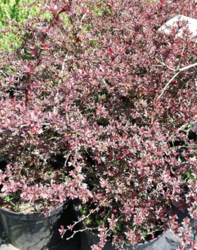 Berberitze Red Dream