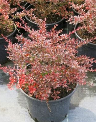 Berberitze Red Dream