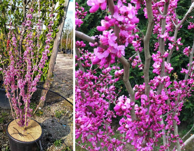 Judasbaum  Avondale 100cm