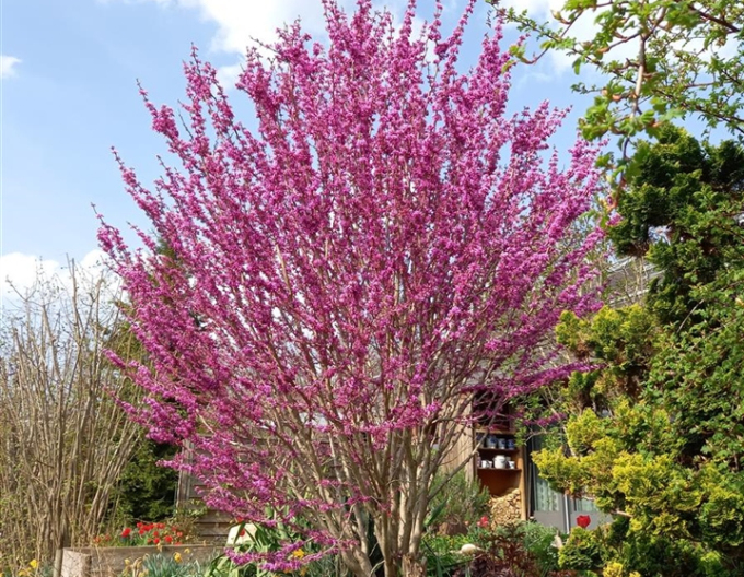 Judasbaum  Avondale