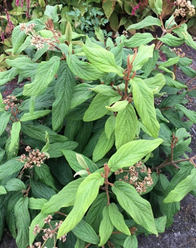 Faltenblättriger Schneeball 3l