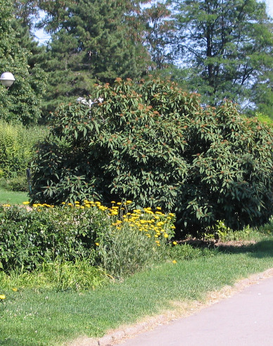 Faltenblättriger Schneeball 3l