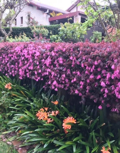 Loropetalum  Fire Dance